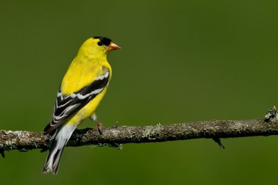 Chardonneret jaune, mle en plumage nuptial -- American Goldfinch