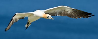 Fou de Bassan -- Northern Gannet