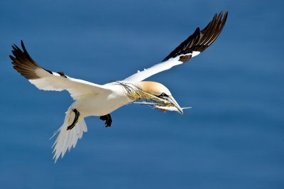 Fou de Bassan -- Northern Gannet