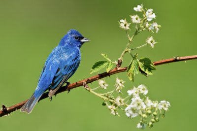 Passerin indigo, mâle -- Indigo Bunting, male