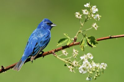 Passerin indigo, mle -- Indigo Bunting, male