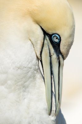 Fou de Bassan -- Northern Gannet