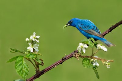 Passerin indigo, mâle -- Indigo Bunting, male