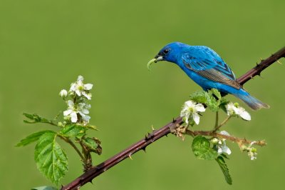 Passerin indigo, mle -- Indigo Bunting, male