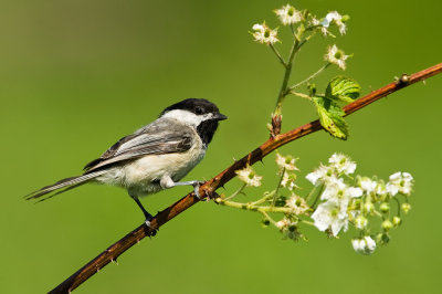 Mésange à tête noire -- Black-capped Chickadee
