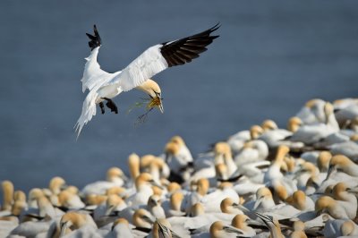 Fous de Bassan -- Northern Gannet