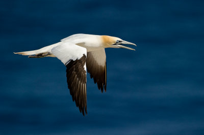 Fou de Bassan -- Northern Gannet