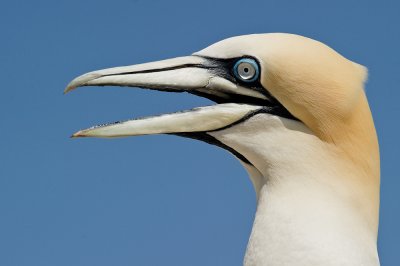 Portrait d'un fou