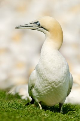 Fou de Bassan -- Northern Gannet