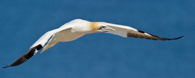 Fou de Bassan -- Northern Gannet