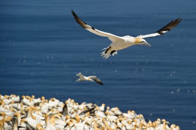 Fou de Bassan -- Northern Gannet