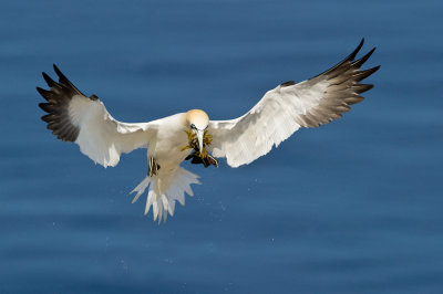 Fou de Bassan -- Northern Gannet