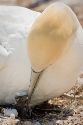 Oscar, le 1er bb fou 2011 -- First baby of 2011