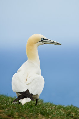 Fou de Bassan -- Northern Gannet