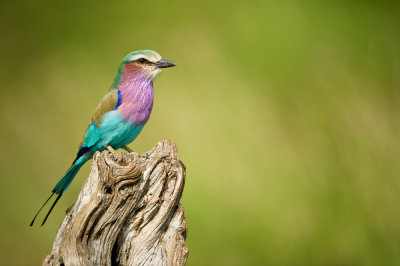 Rollier  longs brins (Afrique du sud) -- Lilac-breasted Roller