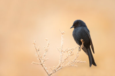 Drongo brillant (Afrique du sud) -- Fork-tailed Drongo