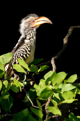 Calao  bec jaune (Afrique du sud) -- Eastern Yellow-billed Hornbill