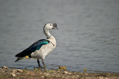 Canard  bosse (Afrique du sud)