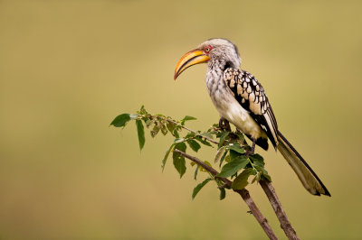 Calao  bec jaune (Afrique du sud) -- Eastern Yellow-billed Hornbill