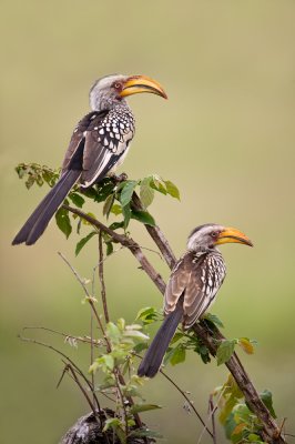 Calao  bec jaune (Afrique du sud) -- Eastern Yellow-billed Hornbill