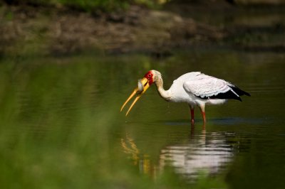 Tantale ibis (Afrique du sud)