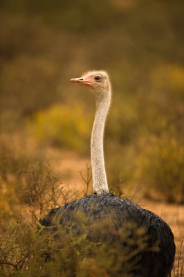 Autruche (Afrique du sud)