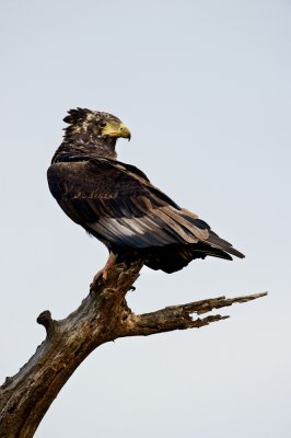 Bateleur des savanes, juvnile (Afrique du sud)