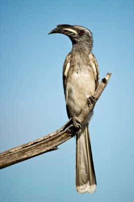 Calao  bec noir (Afrique du sud)