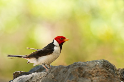 Le cardinal  bec jaune (Hawaii)