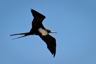 Frgate (Hawaii) -- Frigatebird