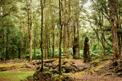 Fort d'arbres ptrifis (Big Island)