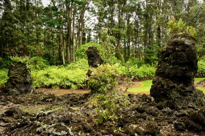Fort d'arbres ptrifis  (Big Island)