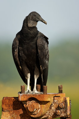Urubu noir -- Black vulture