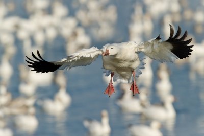 Oies des neiges -- Snow Goose