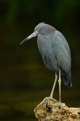 Aigrette bleue -- Little Blue Heron