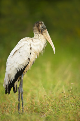 Tantale d'Amrique -- Wood Stork