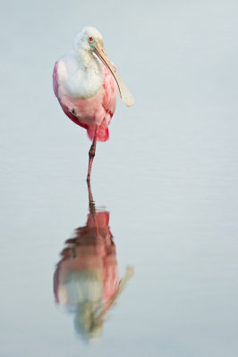 Spatule rose -- Roseate Spoonbill