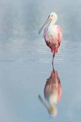 Spatule rose -- Roseate Spoonbill