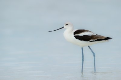 Avocette d'Amrique -- American avocet