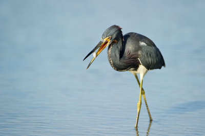 Aigrette tricolore -- Tricolored Heron