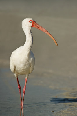 Ibis blanc -- American White Ibis