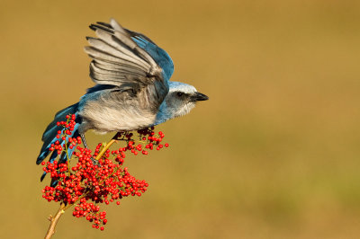 Geai  gorge blanche - Florida Scrub-Jay