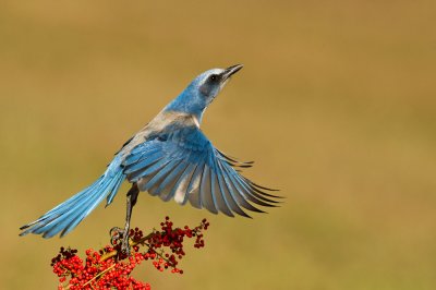 Geai  gorge blanche - Florida Scrub-Jay