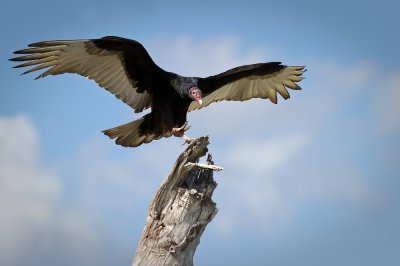 Urubu  tte rouge -- Turkey vulture