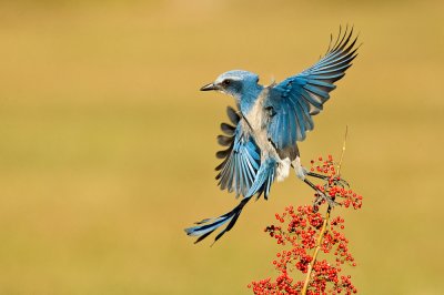 Geai  gorge blanche - Florida Scrub-Jay