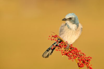 Geai  gorge blanche - Florida Scrub-Jay