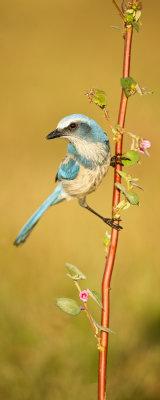 Geai  gorge blanche - Florida Scrub-Jay