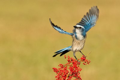 Geai  gorge blanche - Florida Scrub-Jay