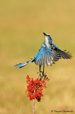 Geai  gorge blanche - Florida Scrub-Jay