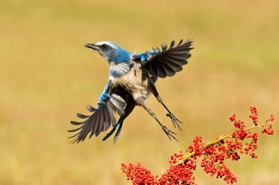 Geai  gorge blanche - Florida Scrub-Jay